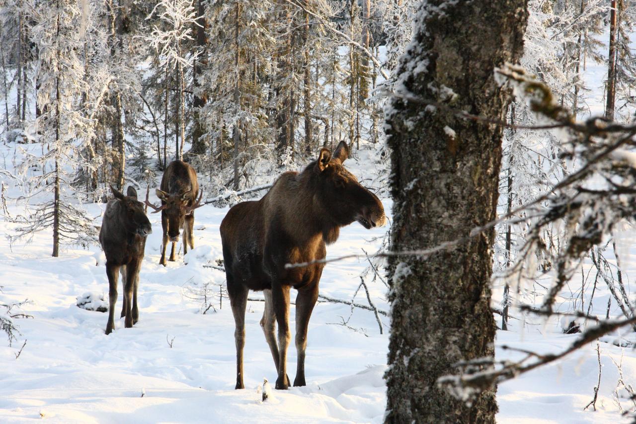 Saelens Vandrarhem I Graesheden Stoten Luaran gambar